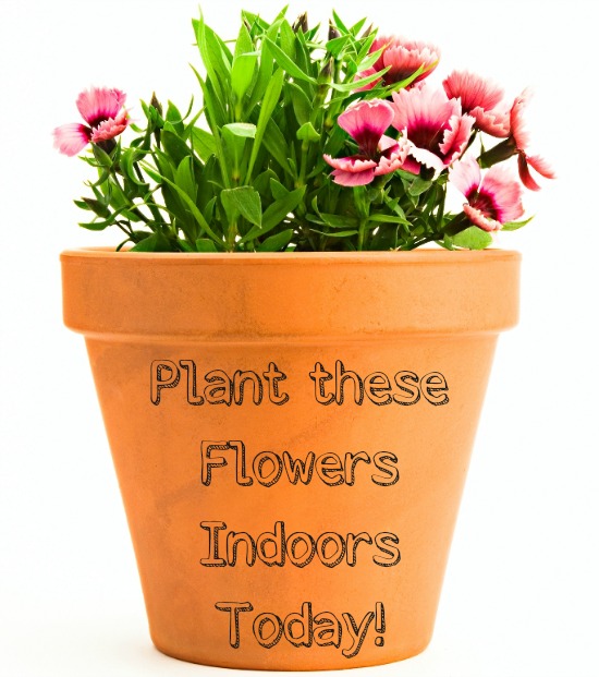5 Flowers Your Kids Can Plant Inside Today