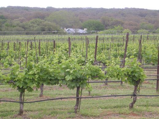 texas hills vineyard