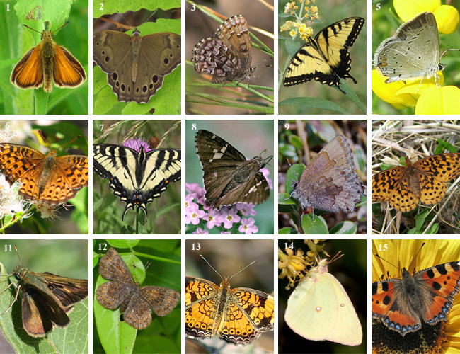 The Comprehensive List of Butterfly Garden Flowers & Plants by Region