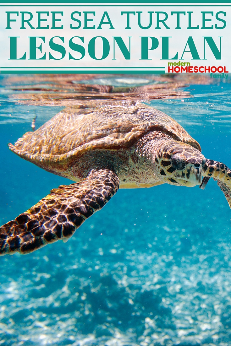 Free Sea Turtles Lesson Plan Modern Homeschool Family