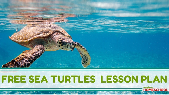 Free Sea Turtles Lesson Plan