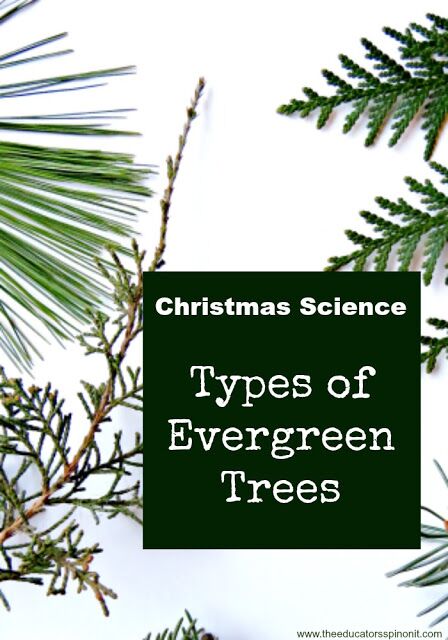 02-types-of-evergreen-trees-experiment