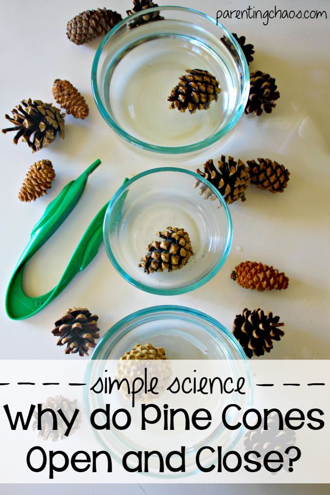 08-pine-cone-science