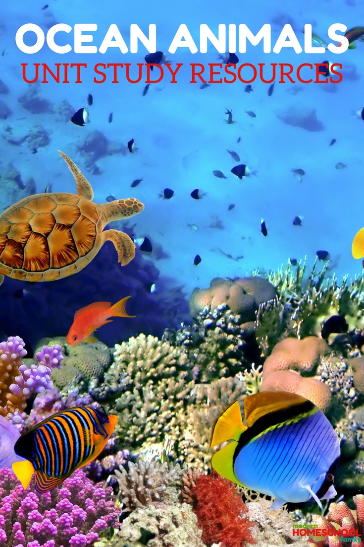 Ocean Animals Unit Study Resources - Modern Homeschool Family
